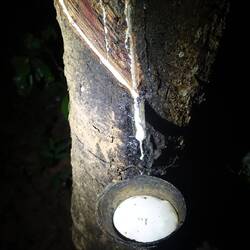 Hier wird eindeutig Kautschuk gewonnen