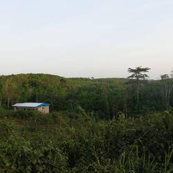 Auch wenn das meiste nur Gummibaumplantagen sind, sieht es sehr schön grün aus