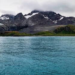 The beach is once again filled with wildlife ... including king penguins — Gold Harbour, SGI.