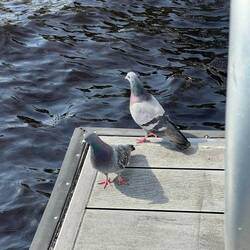 Couple of pigeons on the free dock