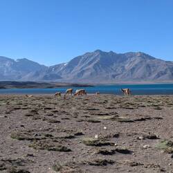 Lots of guanacos everywhere