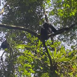 Unfassbars Glück gha und selteni wildi Black Siamang Affe huutnah erlebe ☺️🫶🏼