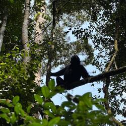 Unfassbars Glück gha und selteni wildi Black Siamang Affe huutnah gseh ☺️🫶🏼