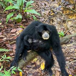 Unfassbars Glück gha und selteni wildi Black Siamang Affe huutnah gseh ☺️🫶🏼