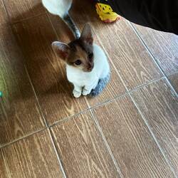 Baby Chätzli bim Guesthouse 😻😽