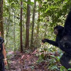 Unfassbars Glück gha und selteni wildi Black Siamang Affe huutnah gseh ☺️🫶🏼