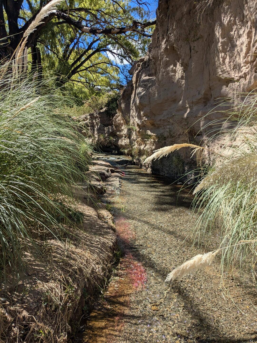 Just a little water in the riverbedding after some rain. Nice pink plants in the water