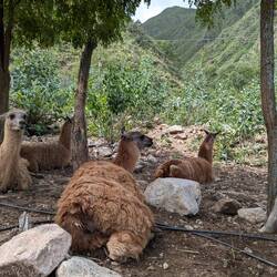 Quite normal to see lamas in someones yard