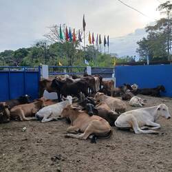 D chäubli Warte uf ihre Isatz