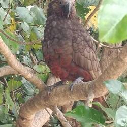 Nestor Superbe ou kāka