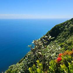 Metrosideros fulgans, zeppelin bay