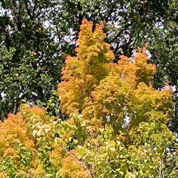 Der Herbst zeigt sich bereits