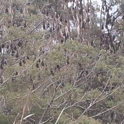 Un sanctuaire de chauves-souris en plein jour