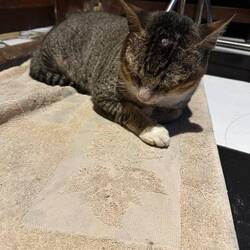 😻🐈 d Tanja wür am liebste eis mit heineh ☺️🥰