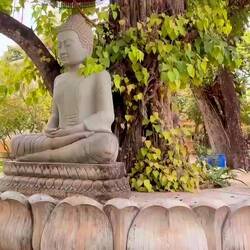 Turn on the sound and hear the cicadas.