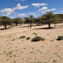 Da laufen sie, goldig