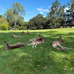 So many kangaroos!!