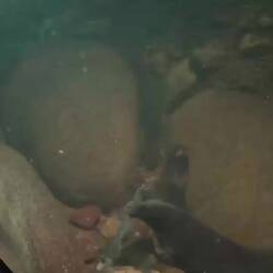 The platypus feeding