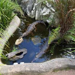 Freshwater crocs are much smaller than saltwater