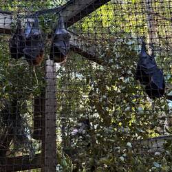 More of the bats we saw in Cairns