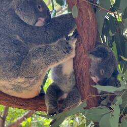 Baby koala looks a tad uncomfortable