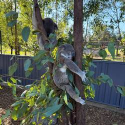 Close up of the koala we were modeling. He looks... uncomfortable
