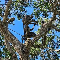Gray Langur monkeys