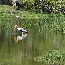 Painted Storks.