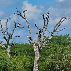 Spot-billed Pelican in a tree. Don't think I've ever seen a pelican in a tree before.