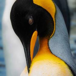 Grooming king penguin portrait — Gold Harbour, SGI.