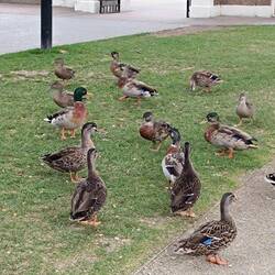 Sie warten auf Brotkrumen