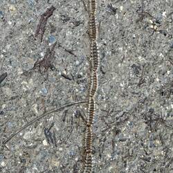 Pine processionary caterpillars