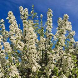 Alles in Blüte