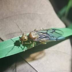 Mücken gibt es heute zum Glück nicht, dafür fliegen diese Insekten dauernd gegen mich