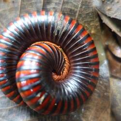 Wieder ein Tausenfüßer, diesmal zusammen gerollt