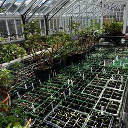 Propagation greenhouse