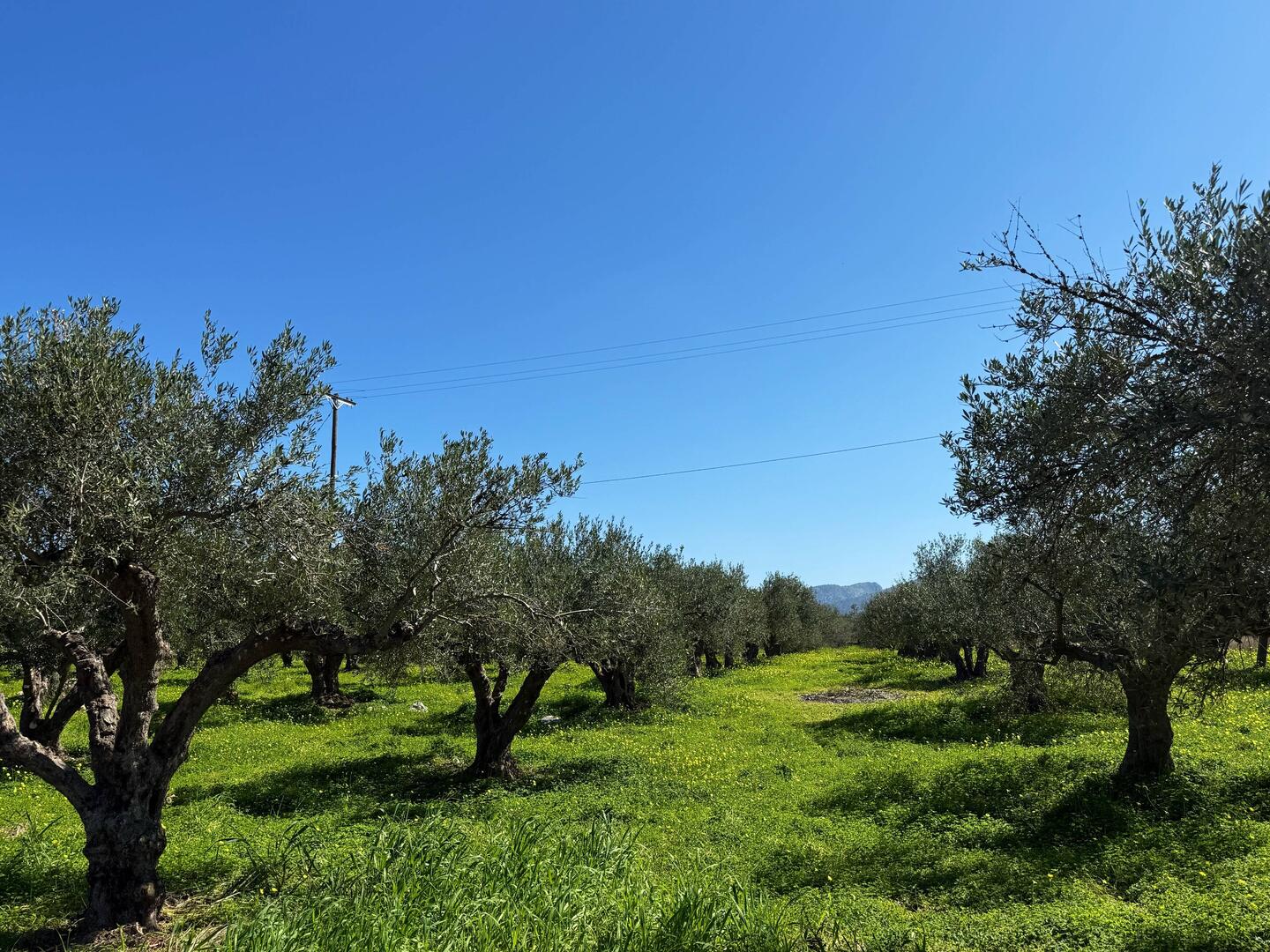 Beautiful olive trees