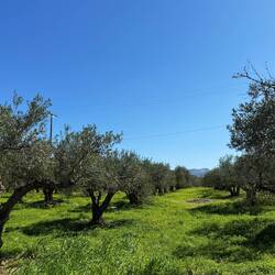 Beautiful olive trees