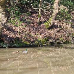The mallards are pairing up and the drakes' colours are resplendent
