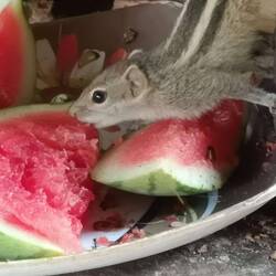 Hallooooo, nicht mopsen!