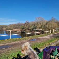 Aqueduct over the River Tame. Leo hasn't yet spotted his arch enemy the swan 🫣🦢