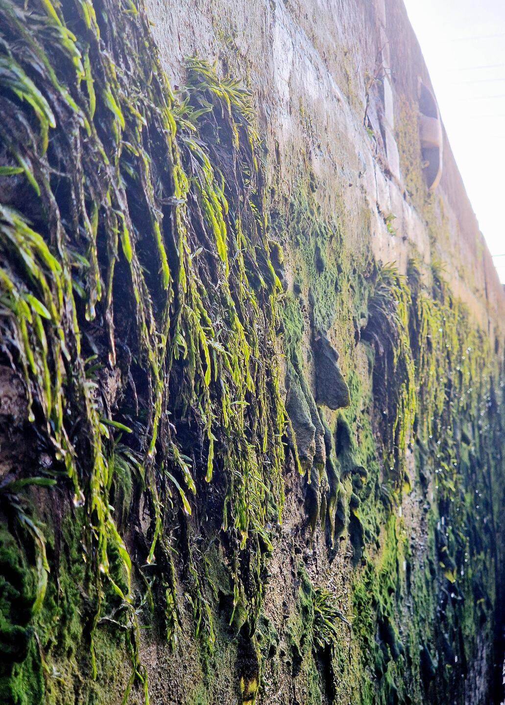 Weed on the inside of Glascote Bottom Lock