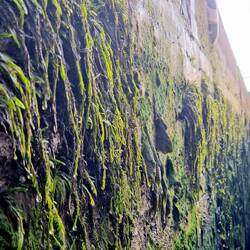 Weed on the inside of Glascote Bottom Lock