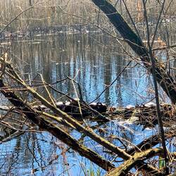 Wer genau schaut, sieht die Schildkröten 🐢