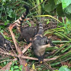 Südamerikanische Nasenbären