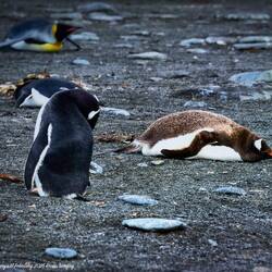 A genetic mutation causes the rare brown gentoo penguin.