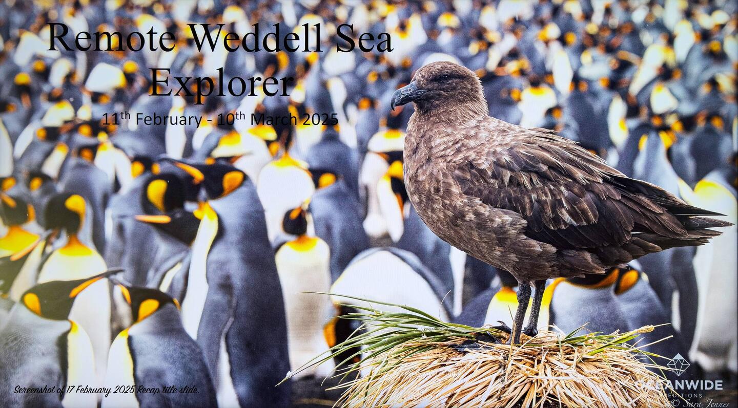 That's almost identical to a photo I took at the Gold Harbour king penguin colony.