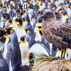 That's almost identical to a photo I took at the Gold Harbour king penguin colony.