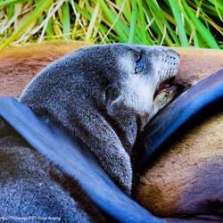 Suckling Antarctic fur seal pup ... has to put on weight quickly to survive!