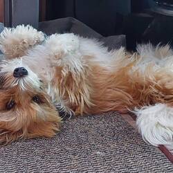 Sogar Dorli fühlt sich terrierwohl